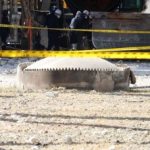 Profile photo of dragan-vucenovic