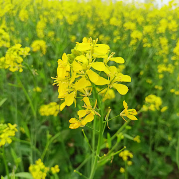 Profile photo of THE BEAUTY OF NATURE